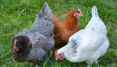KIENYEJI Chicken Image